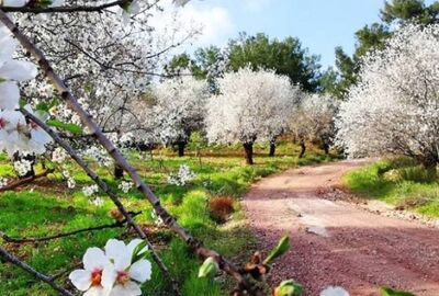 Datça Badem Çiçeği Festivali Turu